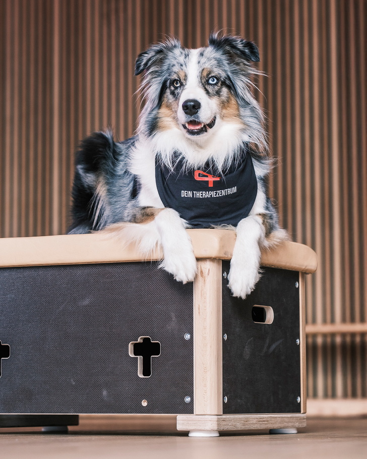 Simba, Praxishund (Hover)